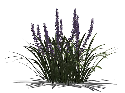 Lavender Plant With Purple Flower Spikes And Green Leaves Growing In Garden 3d model