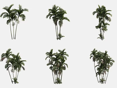 Different Varieties of Arbor Trees with Diverse Foliage and Trunk Structures 3d model