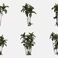 Different Varieties of Arbor Trees with Diverse Foliage and Trunk Structures