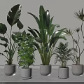 Various Potted Plants With Different Leaves In White Pots Against Gray Floor And Light Walls