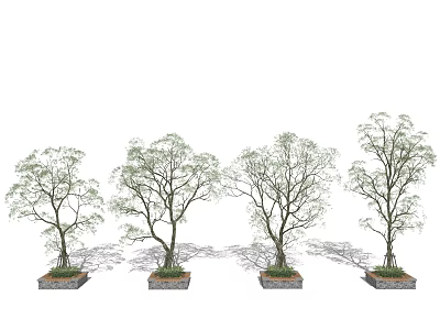 Outdoor Tree Planters In Row With Leafy Trees And Natural Stone Base 3d model