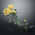 Yellow Flowers With Green Leaves Stems And Small Single Bloom On Dark Background