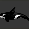 Realistic Orca Model With Black And White Coloration Sleek Surface And Reflective Base 3d model