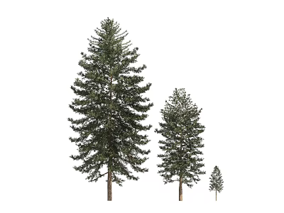 Three Pine Trees of Various Sizes with Green Foliage in Natural Growth 3d model