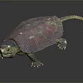 Turtle Cartoon Turtle Snapping Turtle Chickbill Turtle Reptile Cold Blooded Animal Reptile Class 3d model