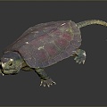 Turtle Turtle Cartoon Turtle Snapping Turtle Chickbill Turtle Reptile Cold Blooded Animal Reptile Reptile Class 3d model