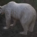 Strong Brown Bear With Thick Fur In Blurred Natural Habitat