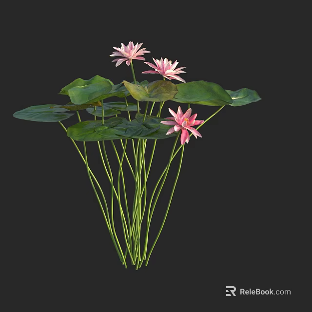 Water Lilies As Aquatic Plants With Pink Flowers Green Leaves And Slender Stems 3d model 