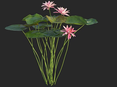 Water Lilies As Aquatic Plants With Pink Flowers Green Leaves And Slender Stems 3d model