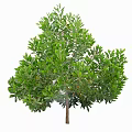 Diverse Plant Combinations With Various Tree Species For Landscaping Projects 3d model