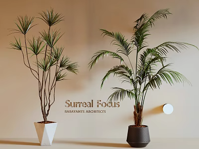 Tall Indoor Potted Palm Plants In Decorative Geometric White And Black Pots With Soft Natural Light 3d model