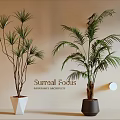 Tall Indoor Potted Palm Plants In Decorative Geometric White And Black Pots With Soft Natural Light