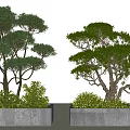 Ornamental Arbor Trees Planted in Concrete Planters With Surrounding Small Shrubs