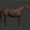 Realistic Brown Horse Standing On Dark Background With Detailed Features 3d model