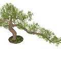 Styling Luo Han Pine 3d model