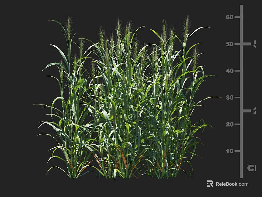 Green Crop Plants Growing Healthily with Lush Foliage Up to 60 Centimeters Height 3d model 