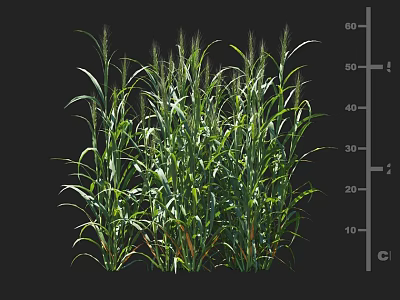 Green Crop Plants Growing Healthily with Lush Foliage Up to 60 Centimeters Height 3d model