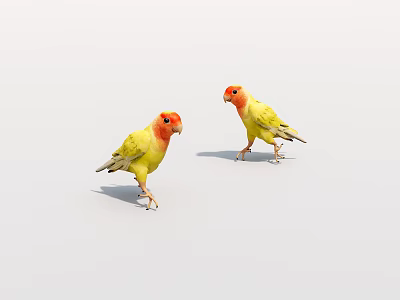 Two Yellow Parrots With Red Heads Standing On White Background 3d model