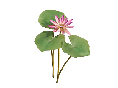 Beautiful Aquatic Plant Pink Water Lily with Green Lily Pads and Long Stems 3d model