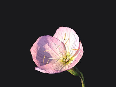 Beautiful Pink Flower With Delicate Petals And Clear Stamen On Black Background 3d model