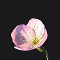 Beautiful Pink Flower With Delicate Petals And Clear Stamen On Black Background