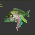 Gray White Sea Fish With Black Yellow Head Markings And Green Seaweed On Dark Background