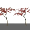 Two Arbor Trees With Red Leaves And Brown Trunks Against White Background And Casting Shadows 3d model