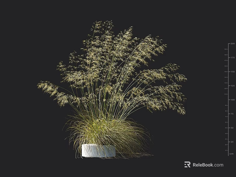 Tall Grass with Slender Leaves and White Spikelets in White Square Pot on Black Background 3d model 