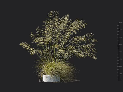 Tall Grass with Slender Leaves and White Spikelets in White Square Pot on Black Background 3d model