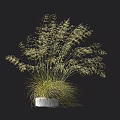 Tall Grass with Slender Leaves and White Spikelets in White Square Pot on Black Background