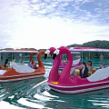 Pink And Orange Flamingo Paddle Boats Carrying People On Water With Canopies