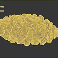 Natural Brown Pine Cone With Detailed Spiral Scales On Dark Background