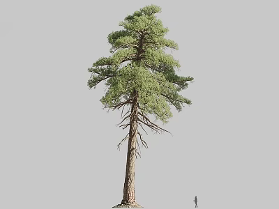 Tall Pine Tree With Thick Trunk Lush Green Foliage And Human Figure For Scale 3d model