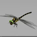 Green Eyed Dragonfly With Black And Yellow Striped Body And Transparent Wings