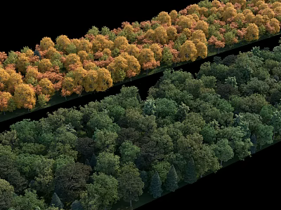 Arbor Trees With Yellow And Green Foliage Arranged In Rows For Landscape Design 3d model