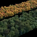 Arbor Trees With Yellow And Green Foliage Arranged In Rows For Landscape Design