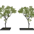 Two Green Leaf Trees With Black Trunks In Square Gray Bases On Light Gray Background 3d model