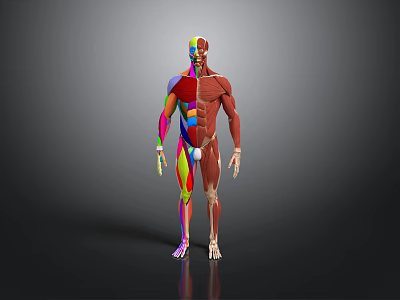 Human Organ and Hair Anatomical Structure with Colorful Muscular System 3D Rendering 3d model