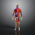 Human Organ and Hair Anatomical Structure with Colorful Muscular System 3D Rendering