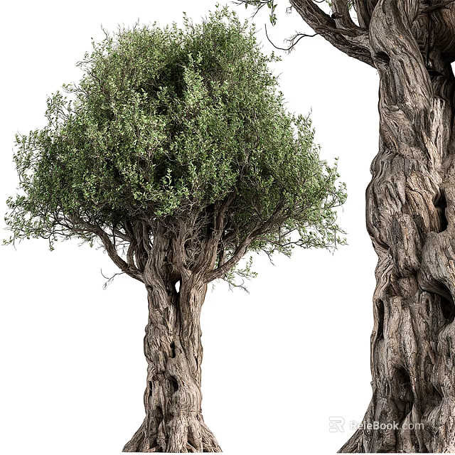 Mature Lush Green Leafy Tree With Twisted Trunk And Thick Textured Bark 3d model 
