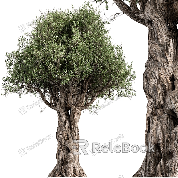 Olive Tree model