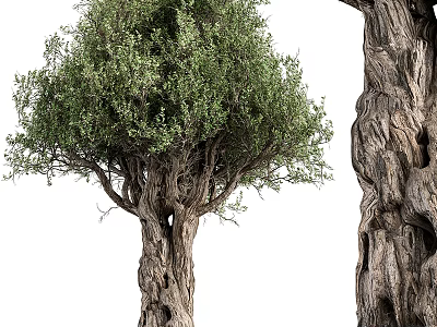 Mature Lush Green Leafy Tree With Twisted Trunk And Thick Textured Bark 3d model