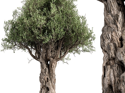 Olive Tree model