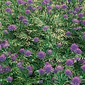 Vibrant Purple Flowers And Lush Green Ferns In Outdoor Garden Scene