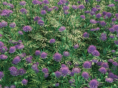 Vibrant Purple Flowers And Lush Green Ferns In Outdoor Garden Scene 3d model