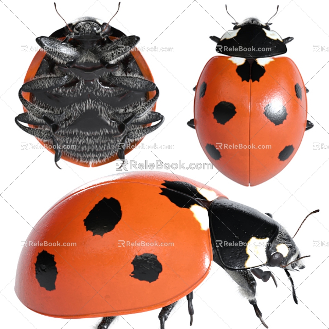 Modern Coccinella septempunctata 3d model