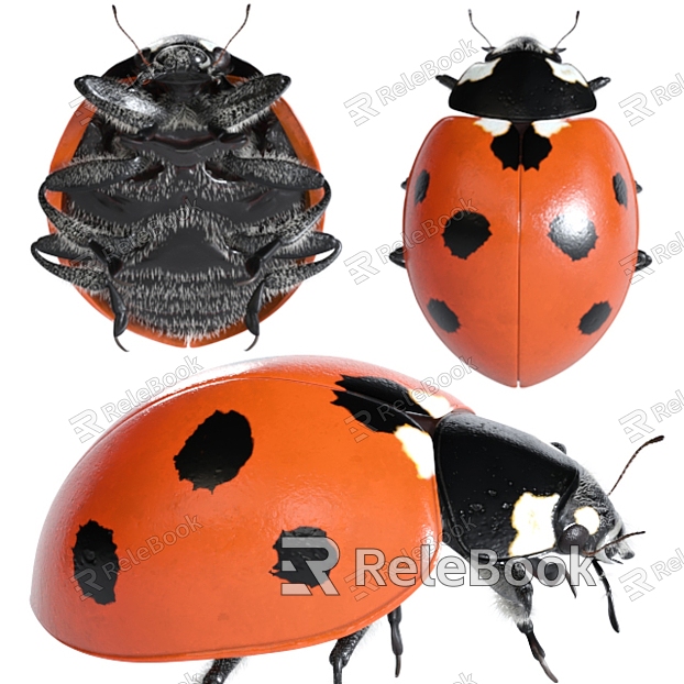 Modern Coccinella septempunctata model