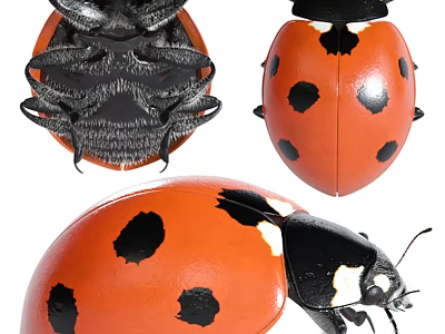 Detailed View Of Red Ladybug Flying Insect With Black Spots In Various Angles 3d model
