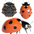 Detailed View Of Red Ladybug Flying Insect With Black Spots In Various Angles