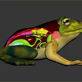 Frog Poison Frog Game Frog Reptile Cold Blooded Animal Reptile 3d model